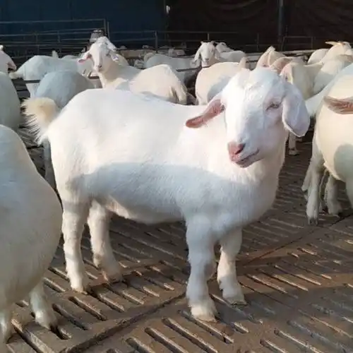 山羊美国白山羊头胎怀孕母羊