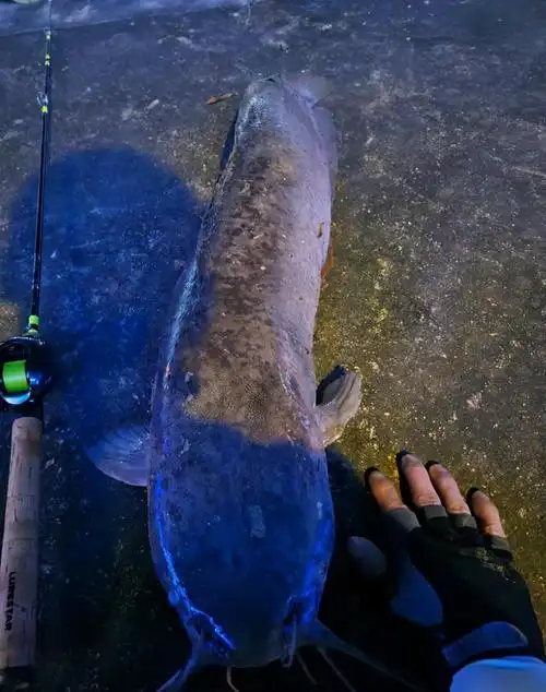 一米多长的埃及鲶不算大?网友:比这大的珠江里有千万条