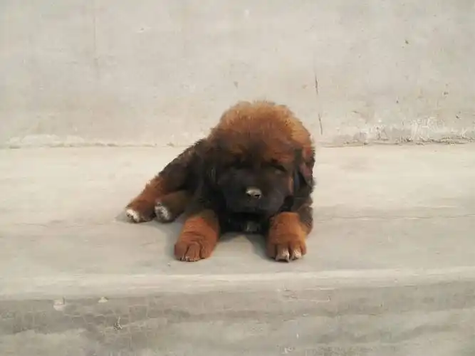 有养藏獒的吗?小狗50天,这是什么獒?铁包金还是啥?