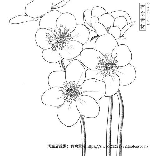 简单线条临摹手绘水彩花卉多肉线稿花朵黑白简笔盆栽线稿静物临摹
