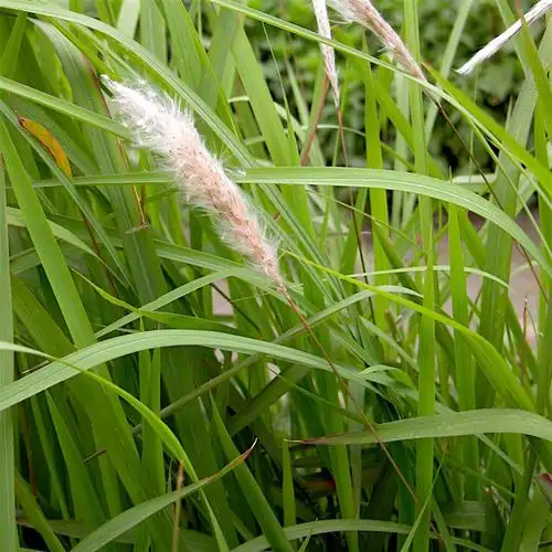 茅草叶 500克新鲜野生现采 竹蔗毛草叶老茅草叶茅针丝茅草白茅叶