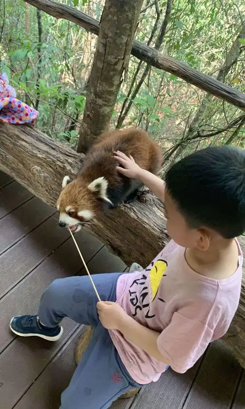 我在给小动物喂食