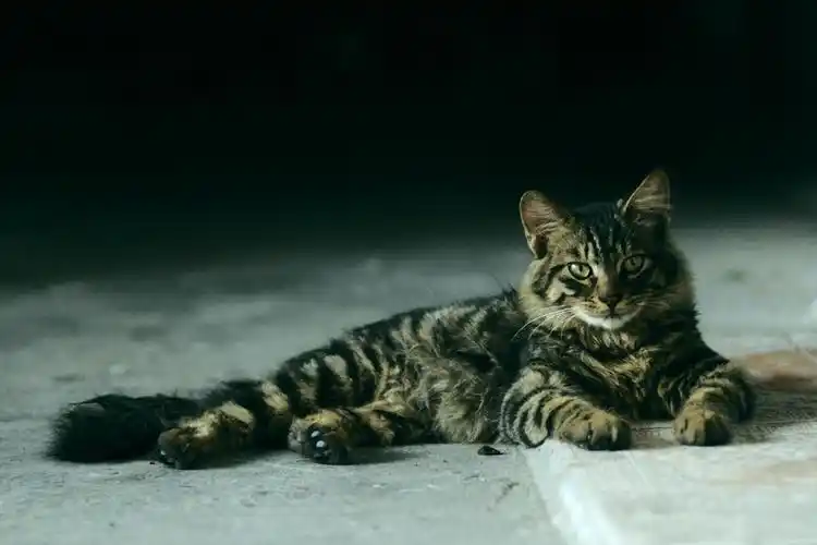 养的狸花猫非常爱卧着,这个动作彰显了它的霸气和高冷!