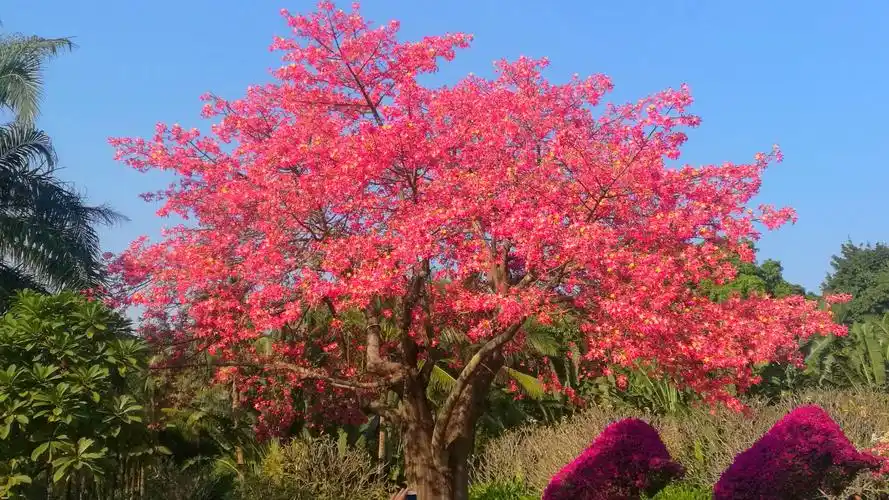 "深圳最美花树"名不虚传