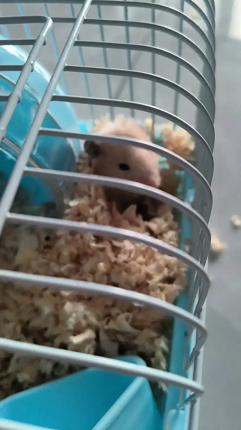 昨晚一只仓鼠死了,我们把它埋葬了,儿子哭了半夜,这么大了要让 - 抖音
