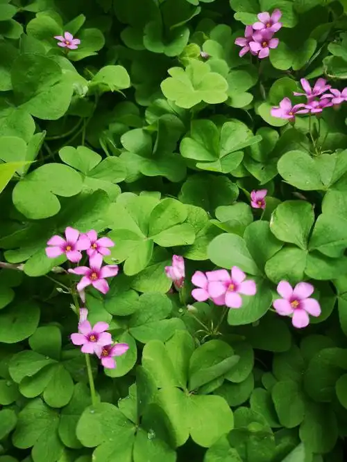 红花酢浆草(手机随拍) - 美篇