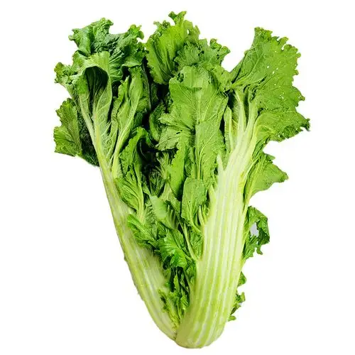 想采摘大芥菜吗?那就别等它枯萎和抽苔