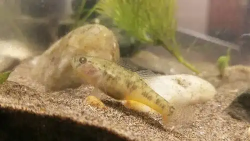 水底变色龙波氏吻虾虎