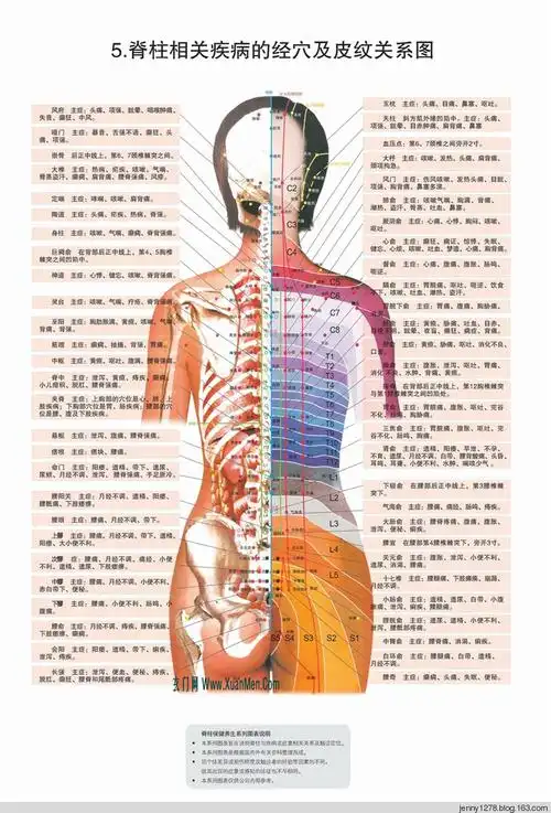 引用 人体脊椎高清图
