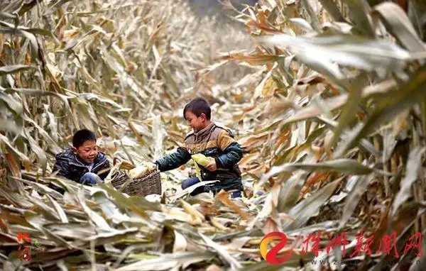 两名小男孩利用周日帮家里收玉米.