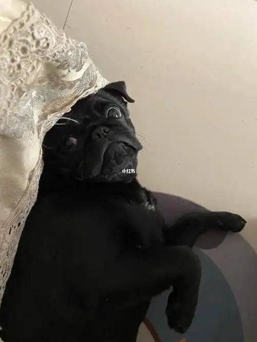 表情包做起来了#黑色巴哥  #狗狗日常  #巴哥