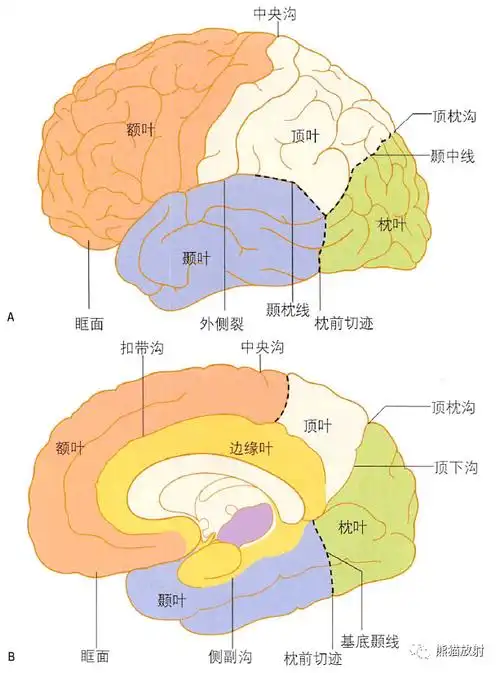 大脑半球内侧面,去除脑干及透明隔大脑半球外侧观,显示主要脑沟,脑回