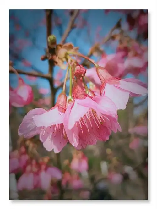 迎春赏寒绯樱(日本国花之一)