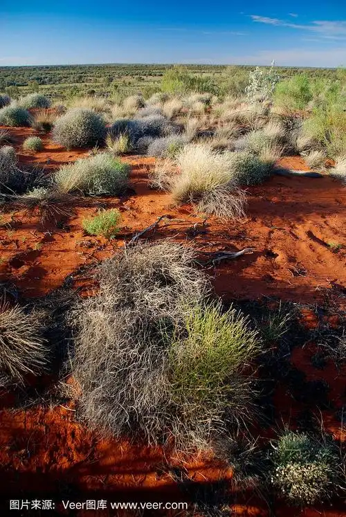 澳大利亚中部有灌木的沙漠