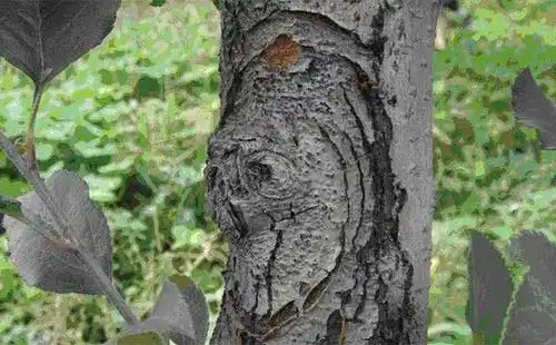 苹果干腐病的病害症状发生原因及防治对策