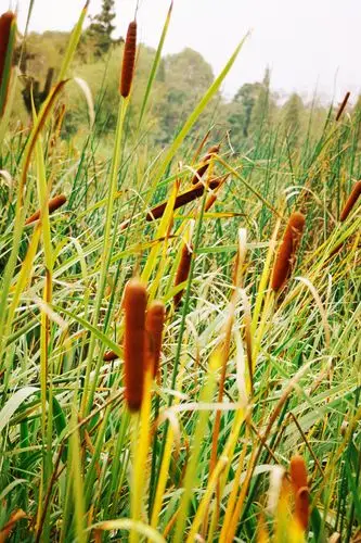 东方香蒲〖首发.原创