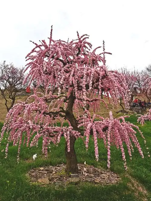 2021年2月24日遵义市湄潭县垂枝梅园