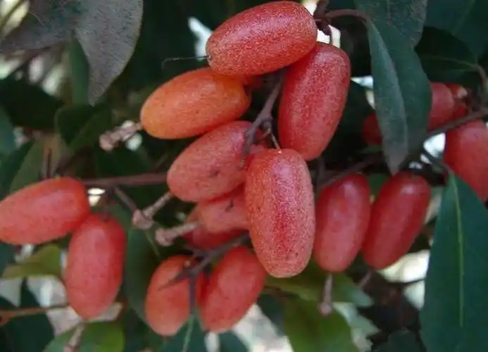 农村这种野果人称"羊奶奶",味道甜美,但糖尿病人却可以食用