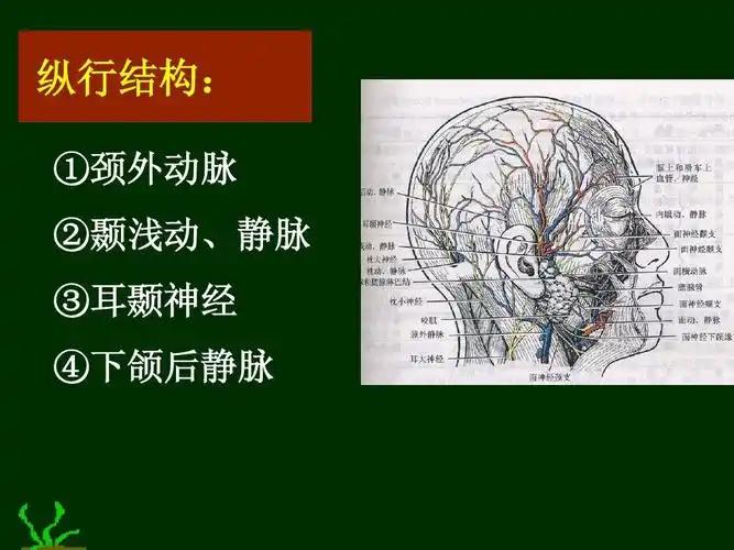 纵行结构: ①颈外动脉 ②颞浅动,静脉 ③耳颞神经 ④下颌后静脉