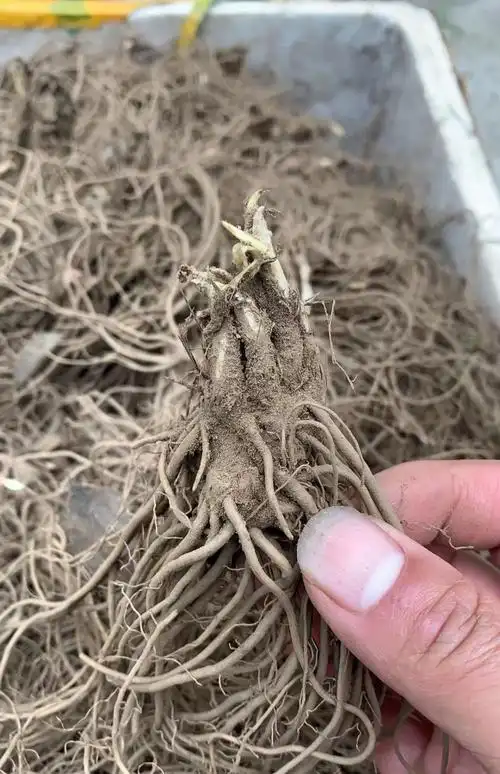 姜芮 陕西苍术苗 北苍术种苗中种植苗朱砂点苗 1000颗2年(烟头大)