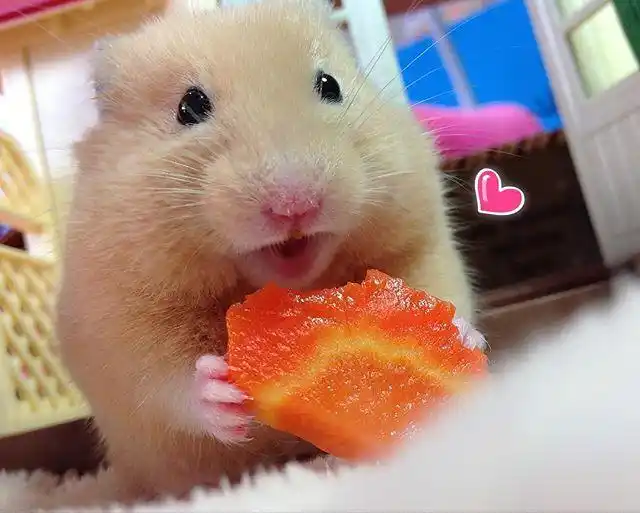 快看!这只仓鼠会微笑,还会对着镜头