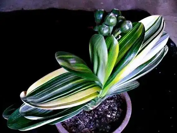 细叶君子兰,如何水培与养护君子兰(君子兰哪个品种最好看)