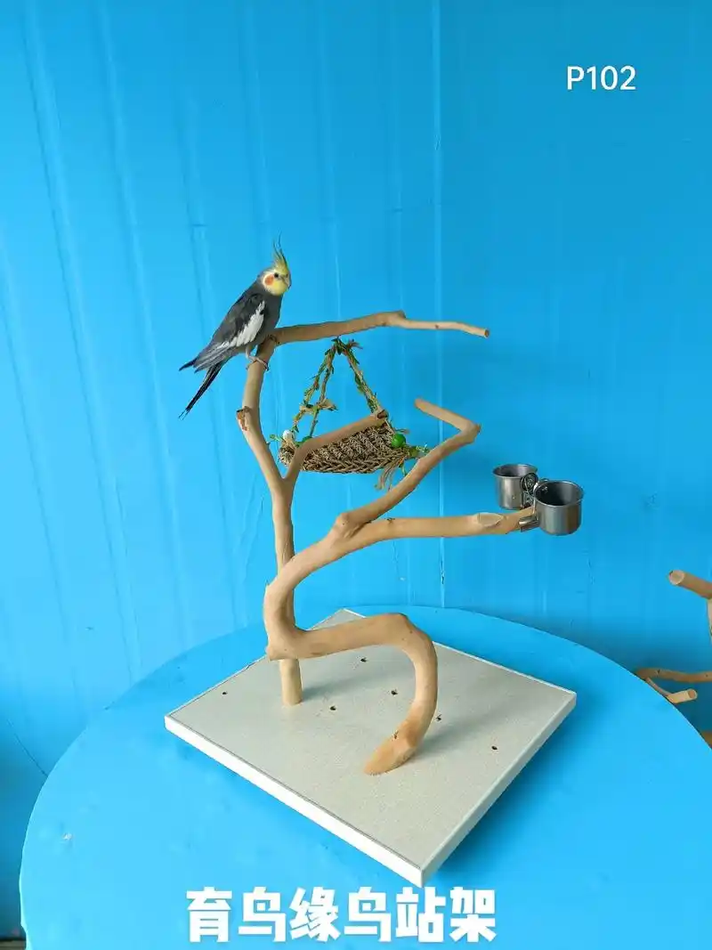 实木鸟站架,耐啃咬,自然造型#鹦鹉站架 #鹦鹉小白 架 - 抖音