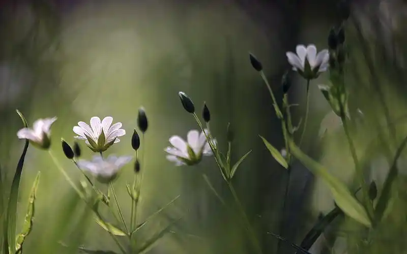 lomo风格唯美小清新花草