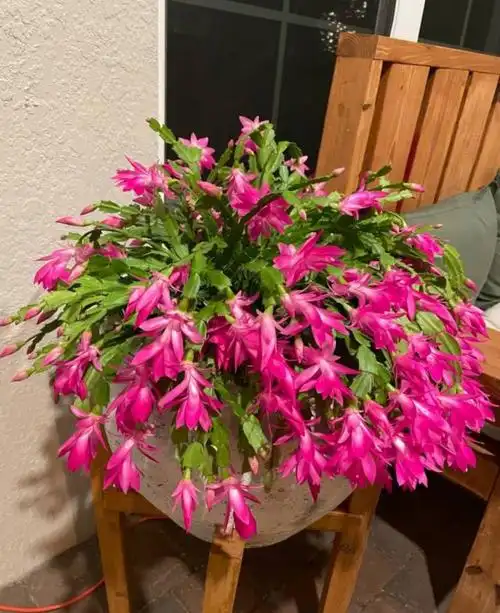 冬季开花耐阴耐寒,年宵花的平价霸主! 蟹爪兰,又叫蟹爪莲,兰花蟹.