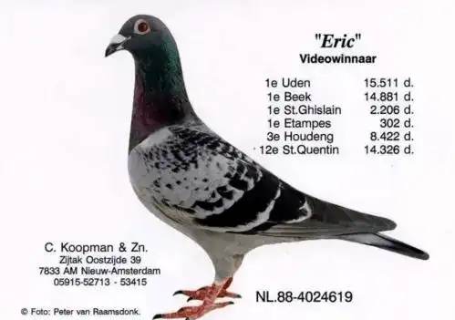 考夫曼的10羽顶级种鸽