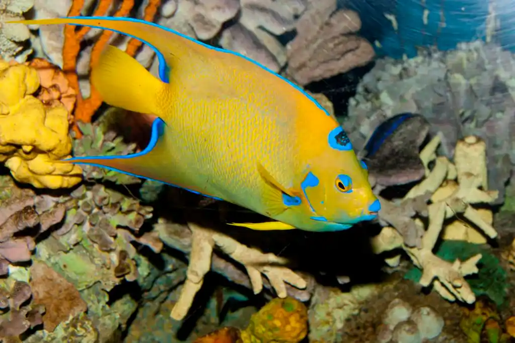 皇后神仙鱼 (holacanthus 睫状肌)