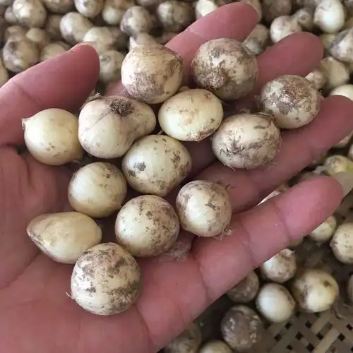 新鲜大号苦藠5斤四川野生苦芥叫苦头小蒜苦其它