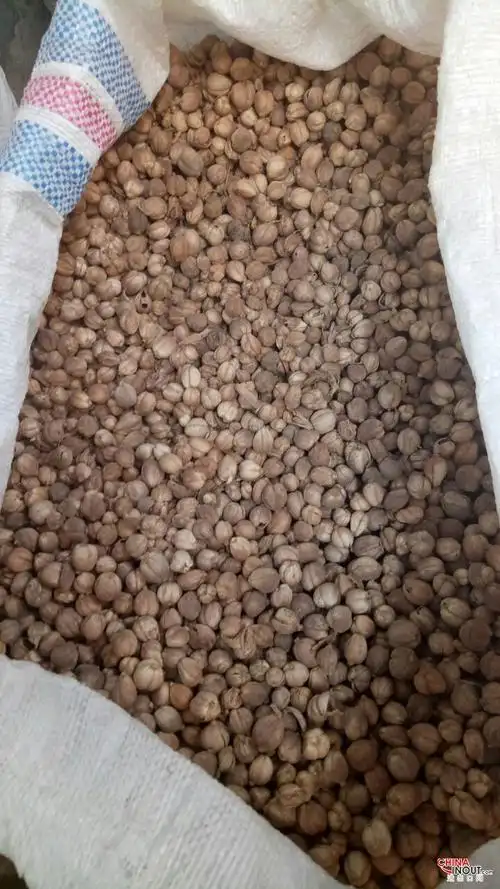 原产地印尼白蔻供应indonesiacardamom