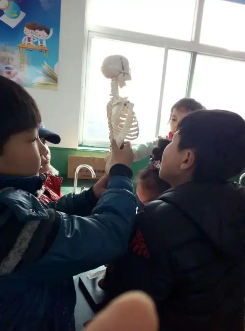与学生共同进行人体骨骼认识的实验课 学生分组组装儿童骨骼模型