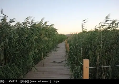 风动的芦苇荡图