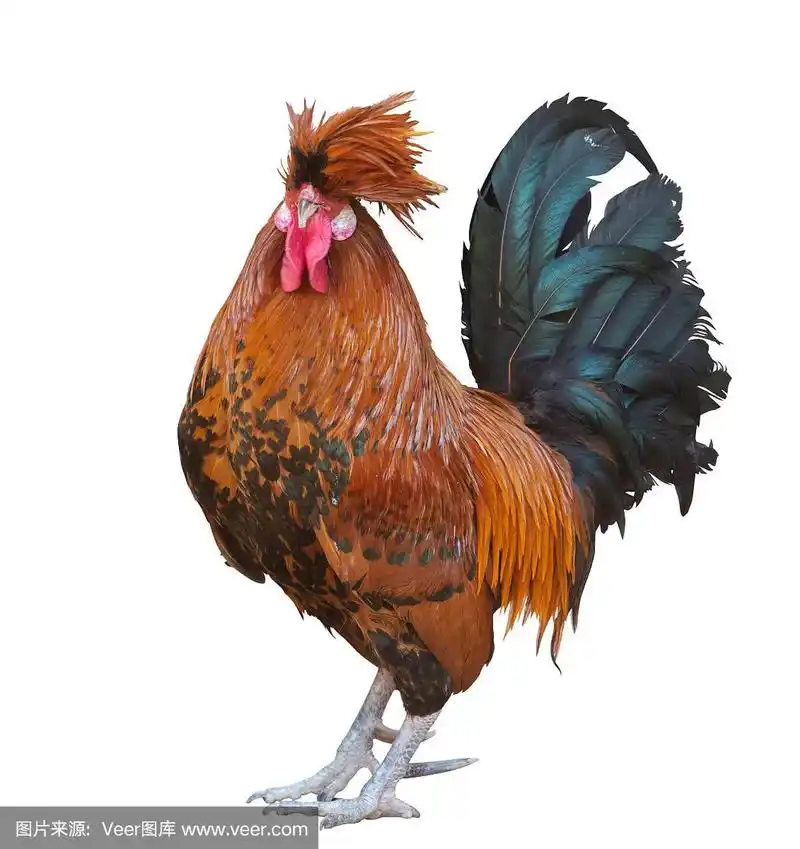 白色上有黑色尾巴的橙色大公鸡