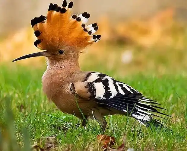 戴胜鸟——头戴凤冠