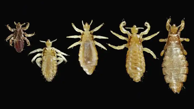 无人,横图,五个,许多,黑色背景,螃蟹,昆虫,摄影,怪异,节肢动物,虱子