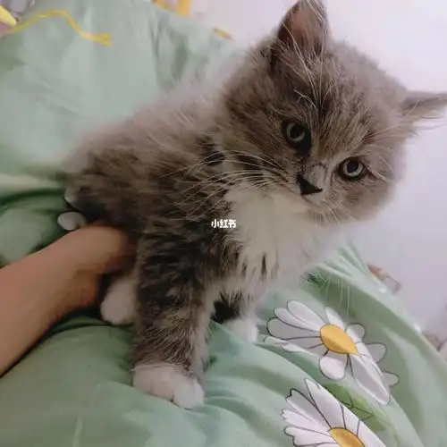 02 7520越来越粘人#布偶和英短的串串  #英短  #布偶 #猫咪日常