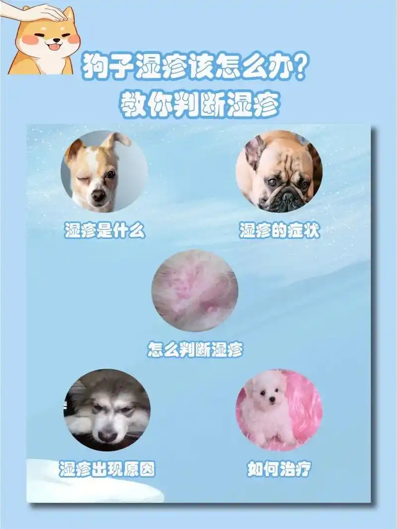 创作灵感 狗狗湿疹皮肤病是什么样的,湿疹是什么引起,#湿疹 - 兑趑