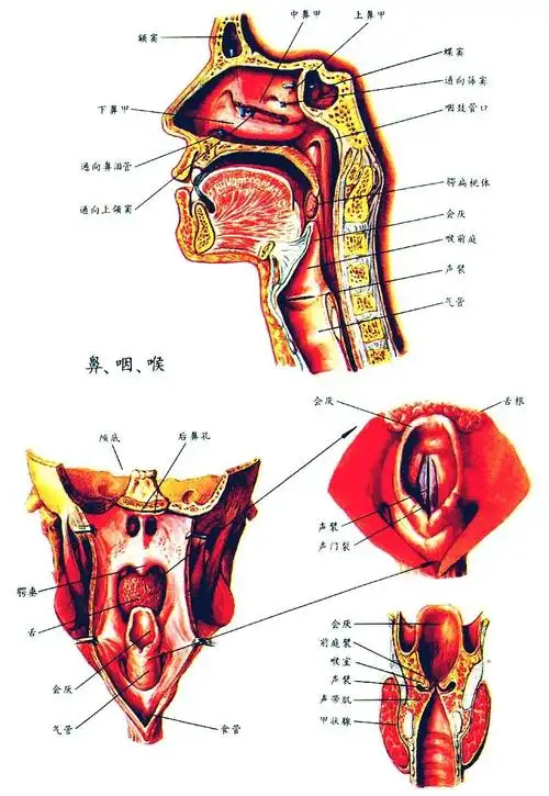 喉-现代医学-百科知识