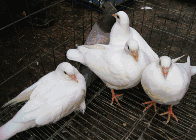 639_458gif 动态图 动图