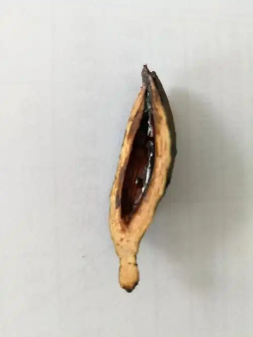 槟榔终于把你放到嘴了