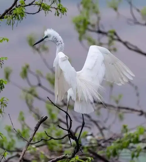 梁焕林和他的鹭鸟情