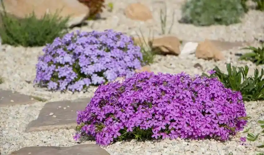 5种植株低矮的庭院花卉,适合种在花坛的边缘处,种一丛最是好看_东方