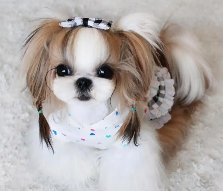 被誉为犬中"美人"的西施犬,饲养要注意什么