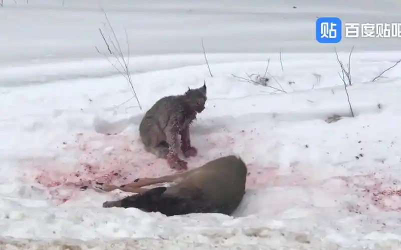 加拿大猞猁攻击白尾鹿