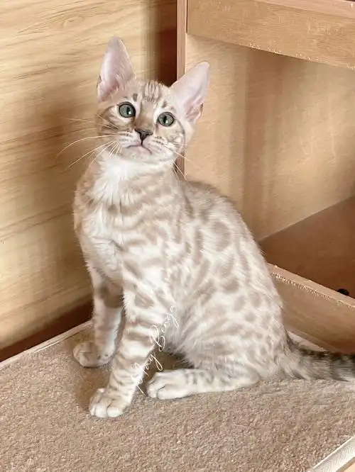 孟加拉豹猫  #孟加拉豹猫雪豹