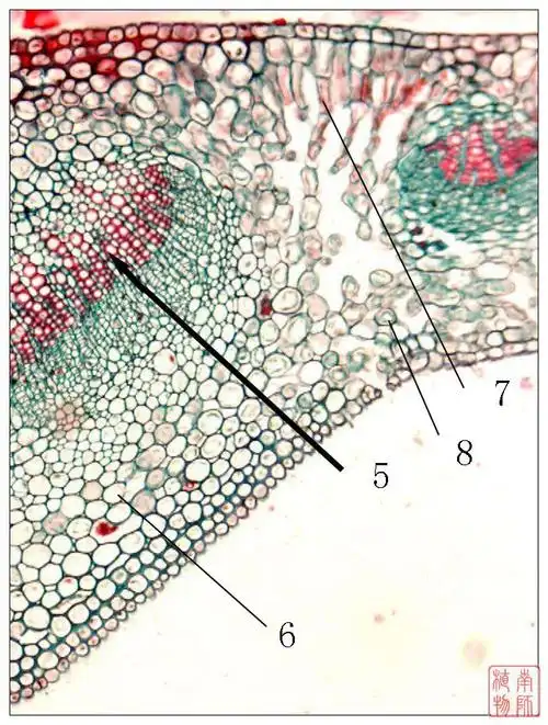 data-lemmaid="2635170">机械组织 /a>(mechanical tissue),是对植物