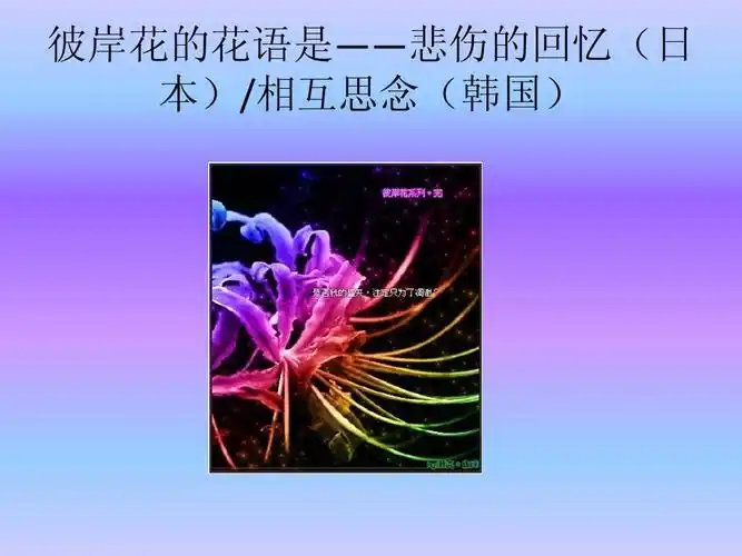 彼岸花的花语是——悲伤的回忆(日 本)/相互思念(韩国)